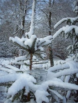 glasschristmastree2.JPG