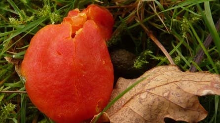 waxcap © Martha Roberts, National Trust