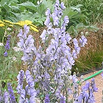 Aconitum 'Stainless Steel'