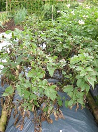 Blue Danube foliage infected by blight compared with Axona (white flowers)