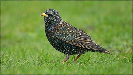 Starling c/o RSPB Image and Andy Hay