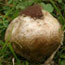 A puffball mushroom