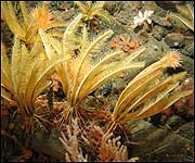 A forest of feather-stars