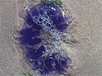 jellyfish3.jpg