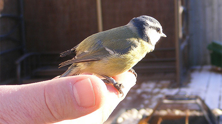 A blue tit on someone's hand. Image by Janjo195 on Flickr.