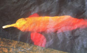Amazon River Dolphin