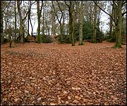 The leaves at the fort