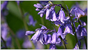 Bluebells