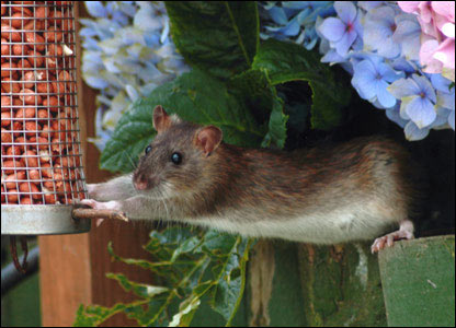 Cheeky rodent