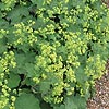 Alchemilla mollis