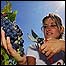 Colheita de uvas na Toscana