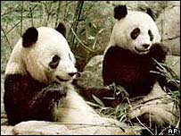 پانداها (عکس از آرشيو)