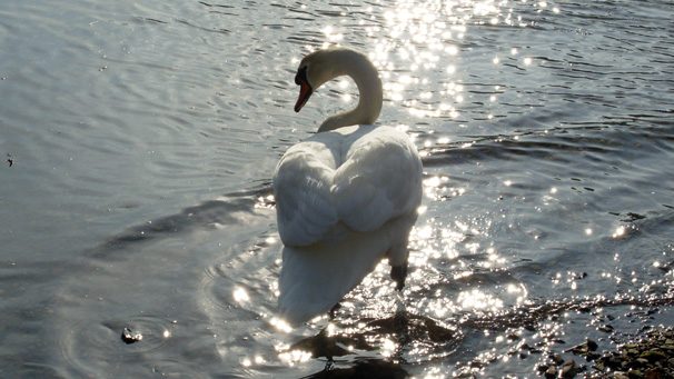 Sarah Small from Motherwell saw this swan at sunset in Lochgoilhead. She says, "I thought the swan's feathers looked like a love heart".