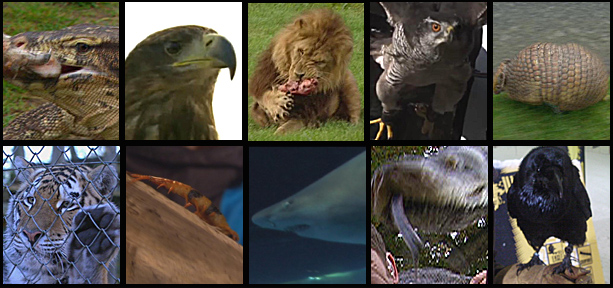 Top 10 Deadliest leaderboard - Water monitor lizard, sea eagle, lion, goshawk, armadillo, tiger, scolopendra, sand tiger shark, reticulated python, raven