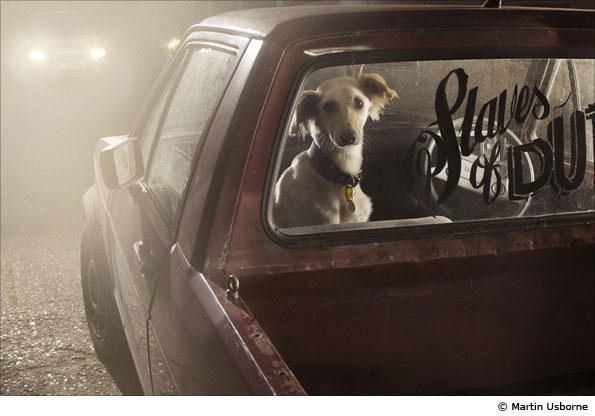 Dogs by Martin Usborne