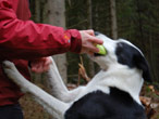 Dog and handler playing with toy bone