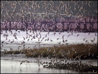 Dunlin