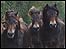 A herd of Exmoor Ponies on the move 