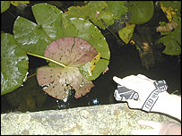 Pointing at the amphibians of the Yorkshire Sculpture Park 