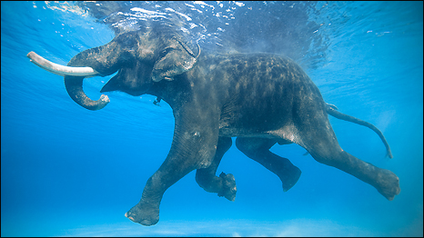 Rajan The Swimming Elephant