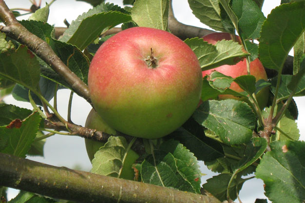 Ripe apples