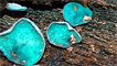 Green woodcap fungi by Gale Foley
