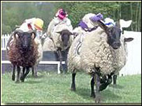 Sheep Grand National at Hoo Farm