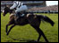 Aintree Horse, Grand National