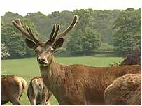Deer at Calke Abbey