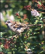 Sparrow