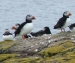 Puffins on teh Farne Island