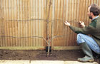 Espalier planting