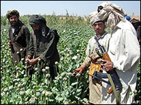 Afganistan'da haşhaş tarlası