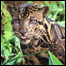 Leopardo nebuloso