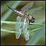 Dragon fly