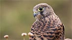 Kestrel. Photo: Richard Parker