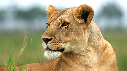 Red the lioness © John Aitchison Red the lioness © John Aitchison