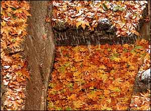 عکس از محسن گيتی نورد