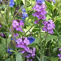 Hesperis matronalis