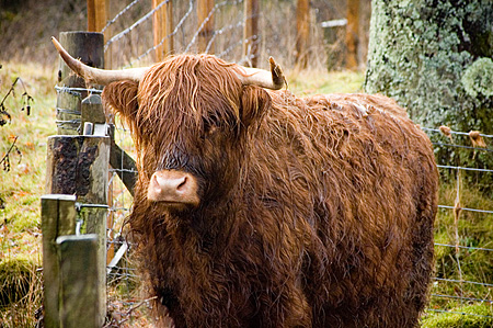 Highland Cow on Bute