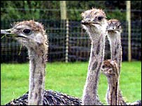 حکومت کے فیصلے سےکسانوں کو سترہ ملین ڈالر کا نقصان ہوگا