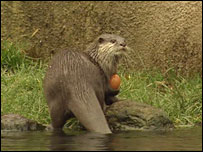 Otter