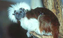 Cotton-top tamarin