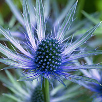 Eryngium 'Jos Eijking'