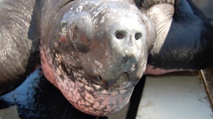 Leatherback Turtle by Connie Merigo/New England Aquarium