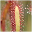 Sundew