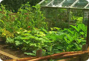 Vegetable garden