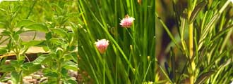 Basil, chives and rosemary