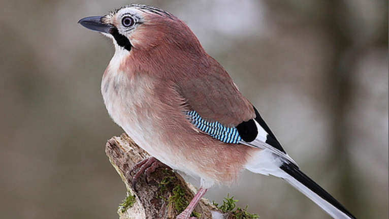 A Jay