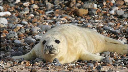 Seal pup c/o Gweek National Seal Sanctuary